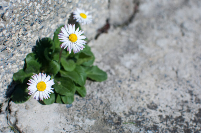 White daisies growing on a gray stone wall, symbolizing consistency and resilience with ADHD