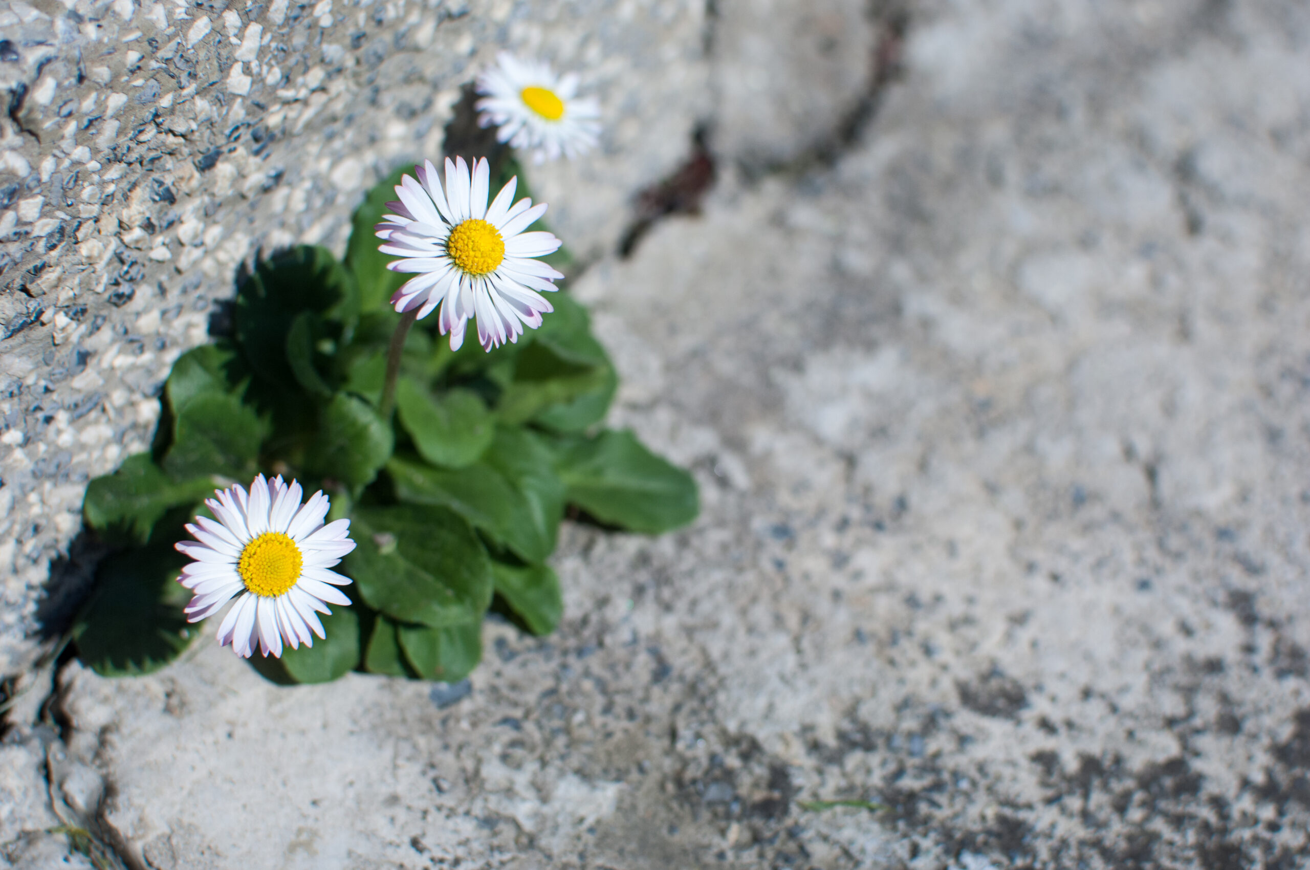 White daisies growing on a gray stone wall, symbolizing consistency and resilience with ADHD
